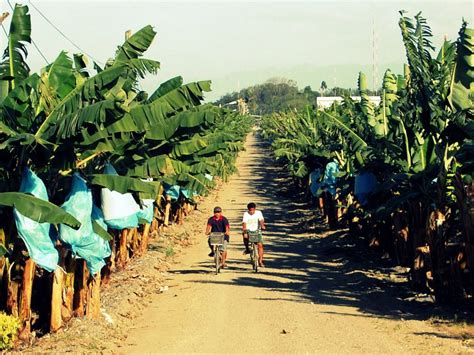 history of panabo city|Panabo – Banana Capital of the Philippines.